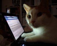 Cat using laptop