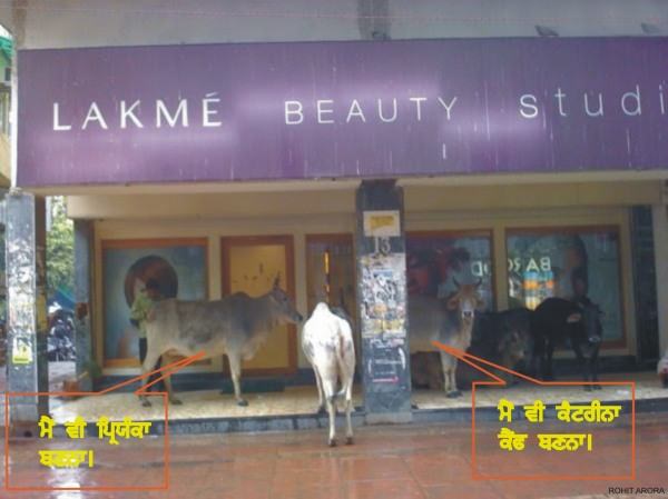 Cows at a beauty parlour