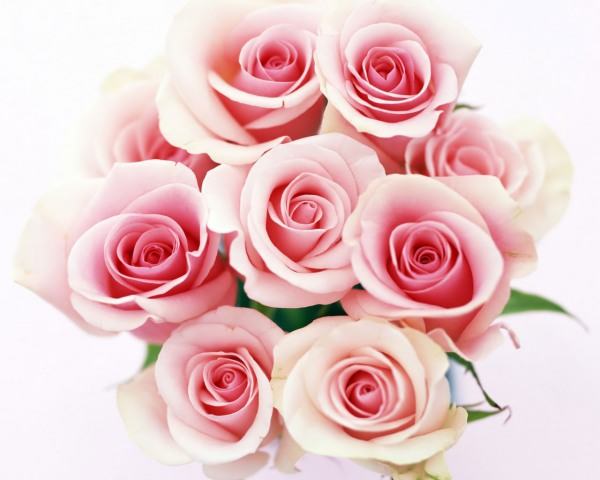 Pink Roses