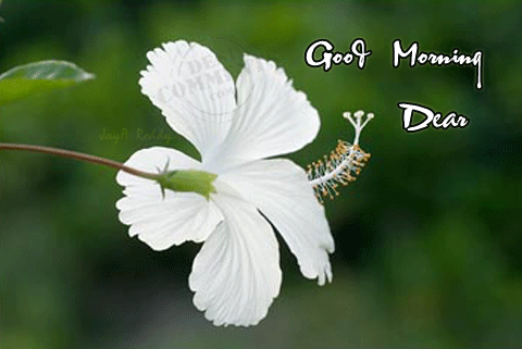 Good Morning Dear
