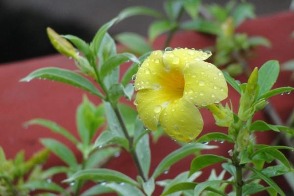 Yellow Flower