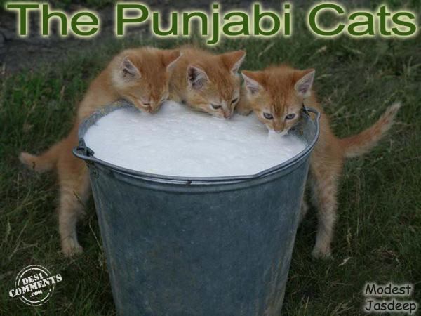 Punjabi Cats