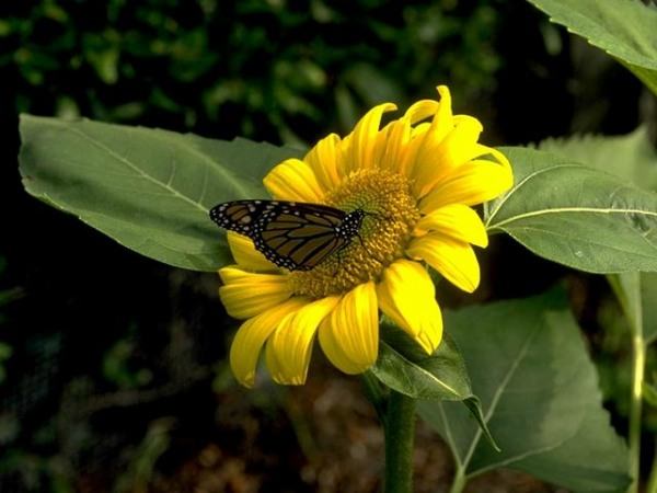 Butterfly on a sunflower