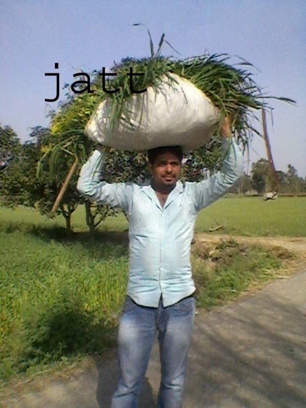 Jatt