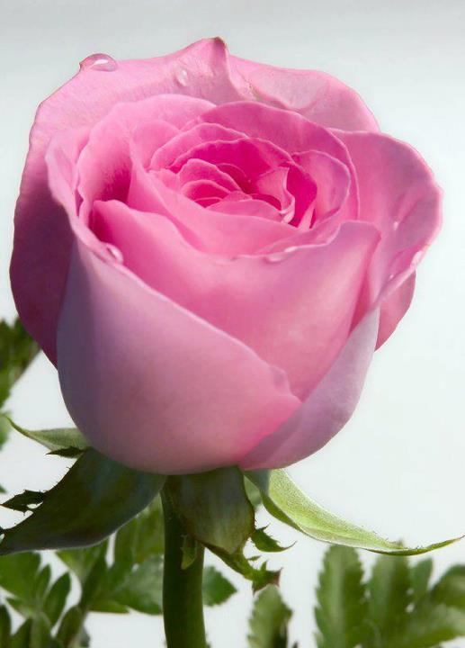 Pink Rose