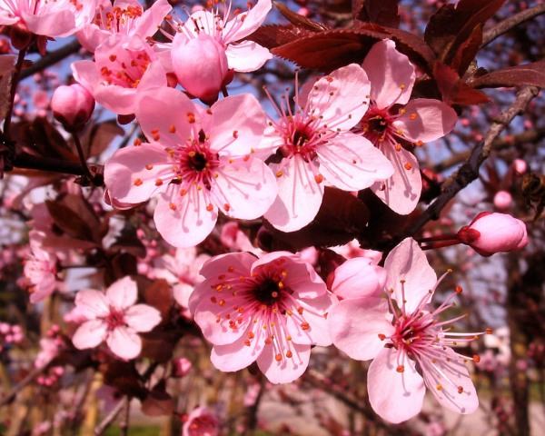 Pink Cherry Flowers