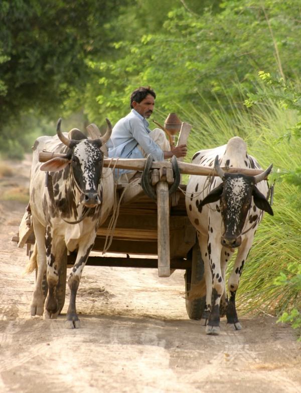 Punjabi Bail Gaddi