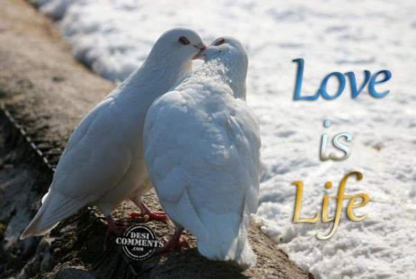 Love Is Life - DesiComments.com