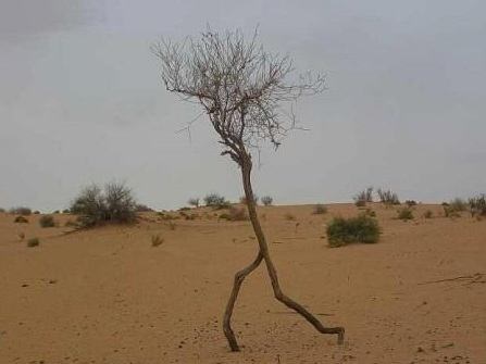 Funny Tree