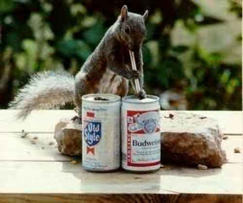 Thirsty Squirrel