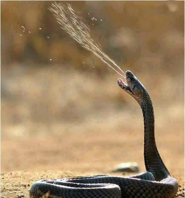 Funny Snake