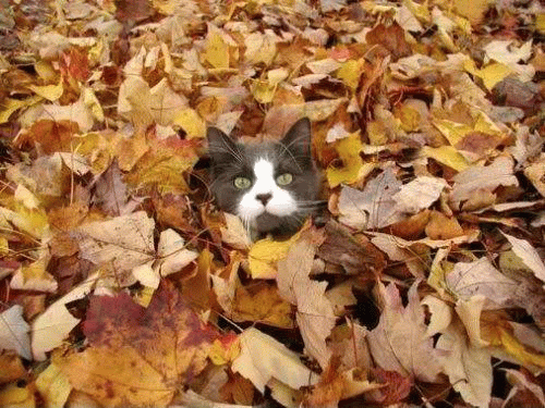 Cat With Autumn Leaves