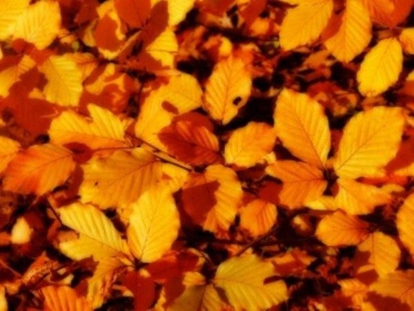 Autumn Leaves