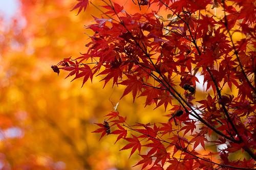 Dazzling Autumn Graphic