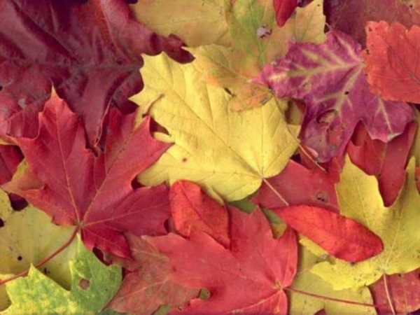 Colorful leaves