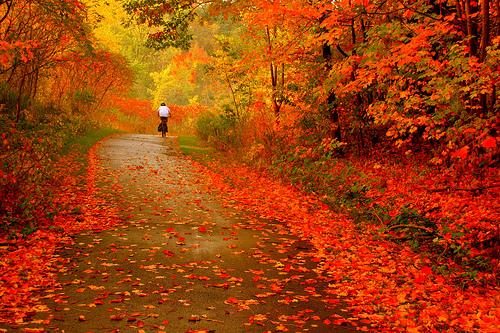 Wonderful Autumn