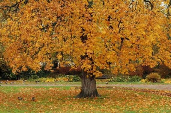 Autumn Tree