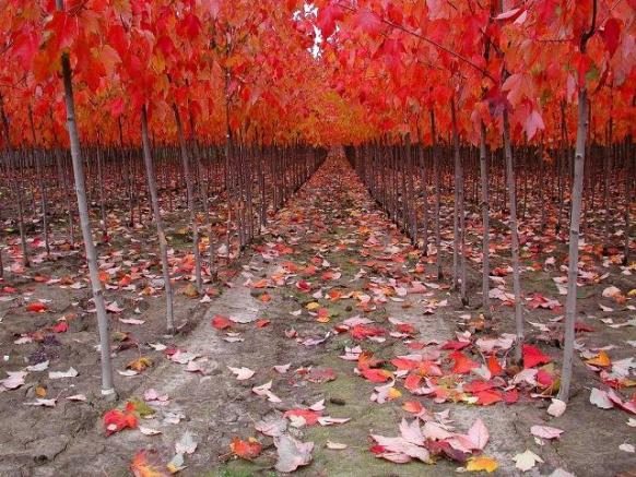 Red Leaves Fall