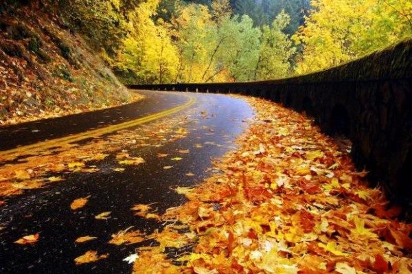 Autumn Road