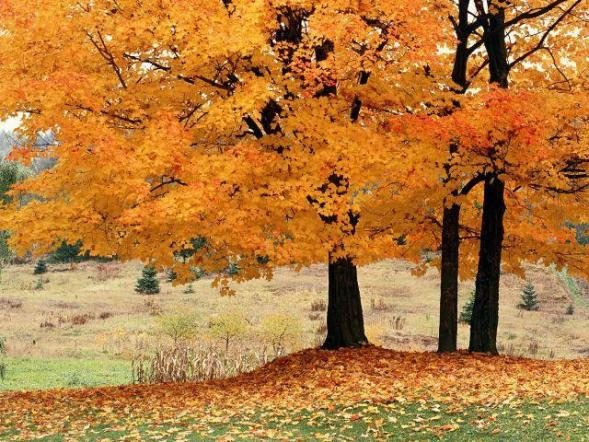 Beautiful autumn trees