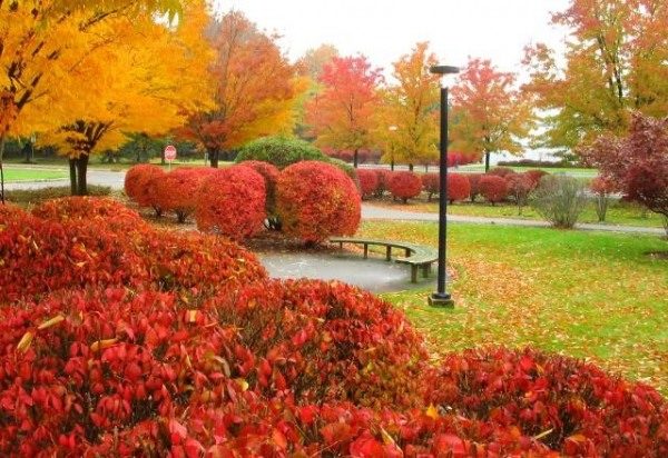 Park During Autumn