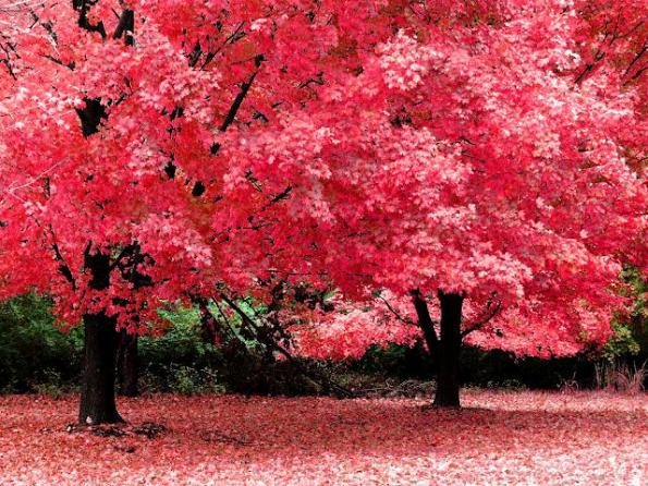 Sweet memories Of autumn