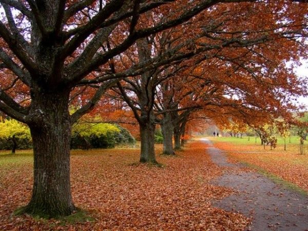 Autumn trees