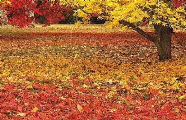 Color Of Autumn