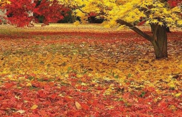Color Of Autumn