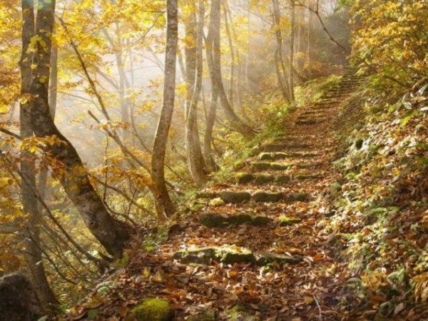 Stairs with autumn leaves