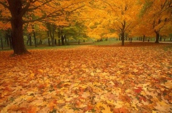 Nice autumn image