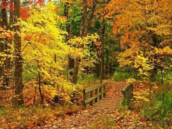 Awesome autumn scene