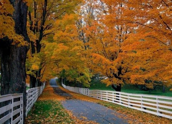 Calm View Of Autumn