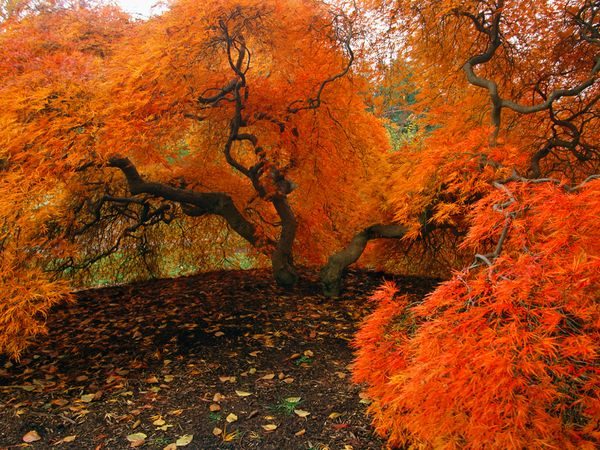 Big Tree During Autumn