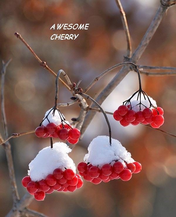 Awesome Cherry