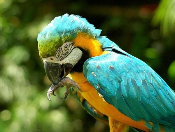 Colorful Parrot