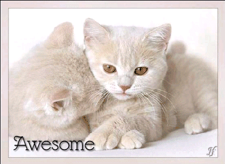 Awesome Cats Couple