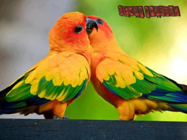 Love Birds