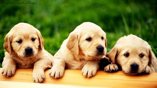 Cute Puppies