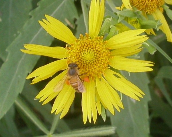 Yellow Flower