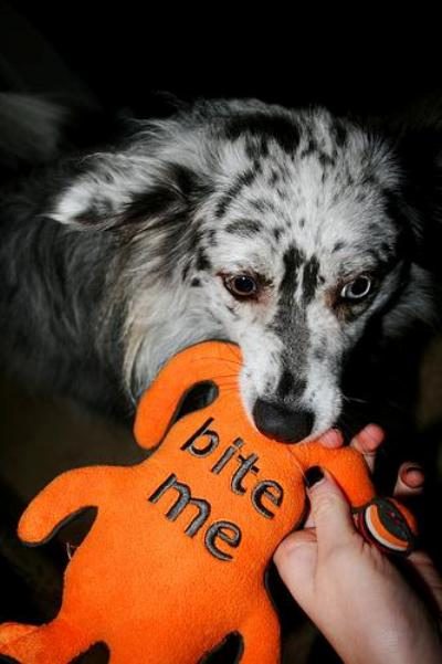 Bite me-picture