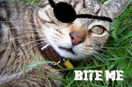 Bite me – cat