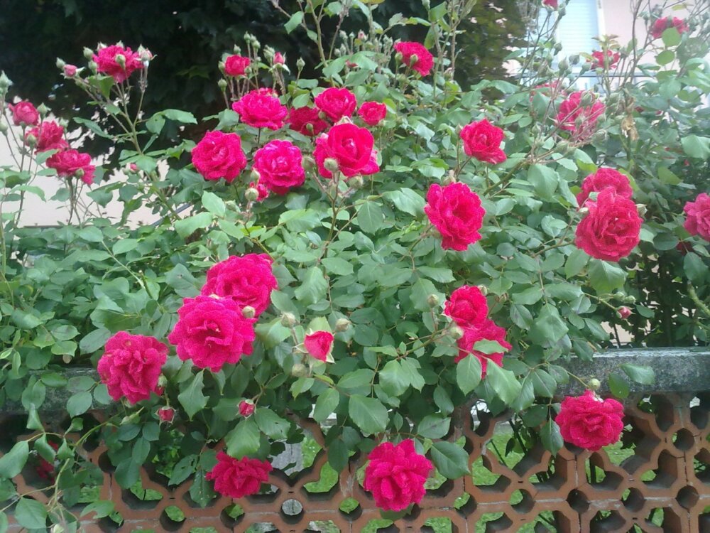 Roses Plant - Desi Comments