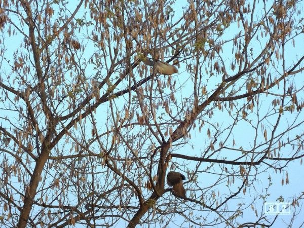 Birds On Tree