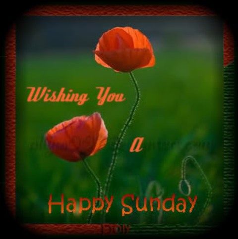 Wishing you a happy sunday