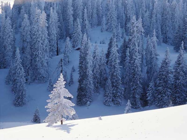 Snowfall Trees
