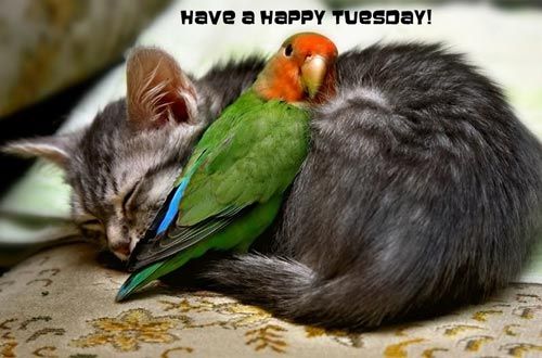 Have a happy tuesday