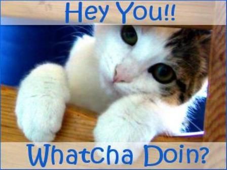 Hey you!! whatcha doing