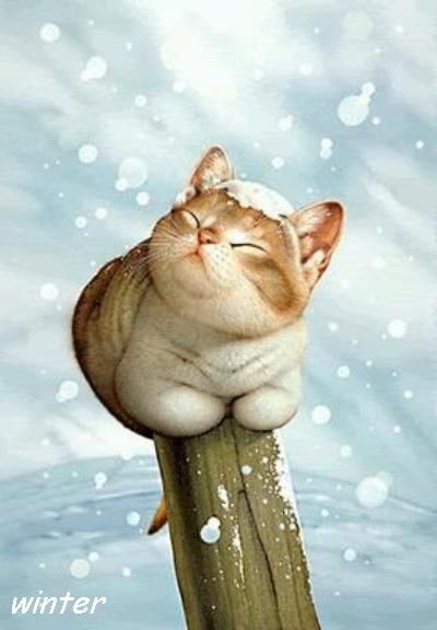 Winter-cat