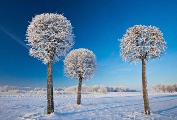 Graceful winter photograph